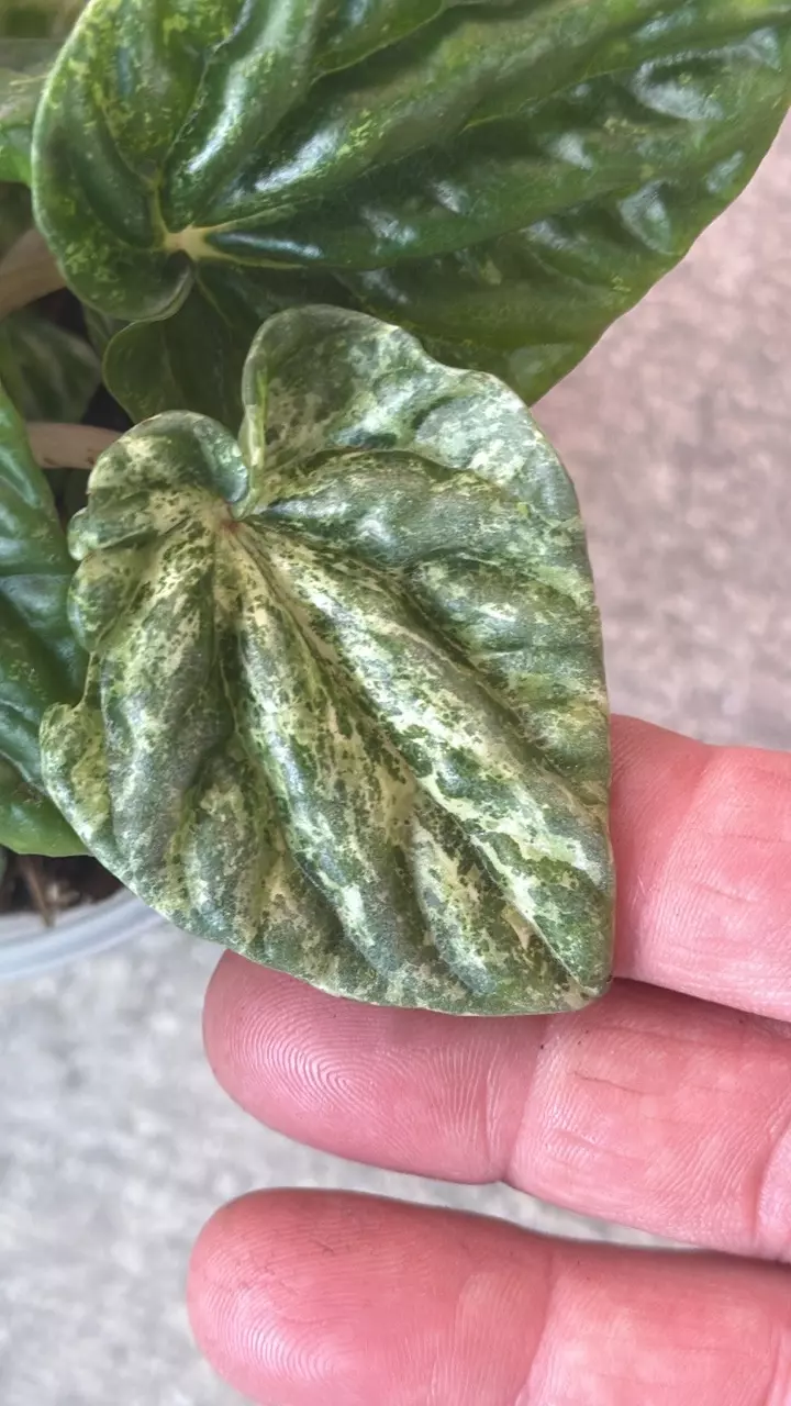 Peperomia Freckles thumbnail