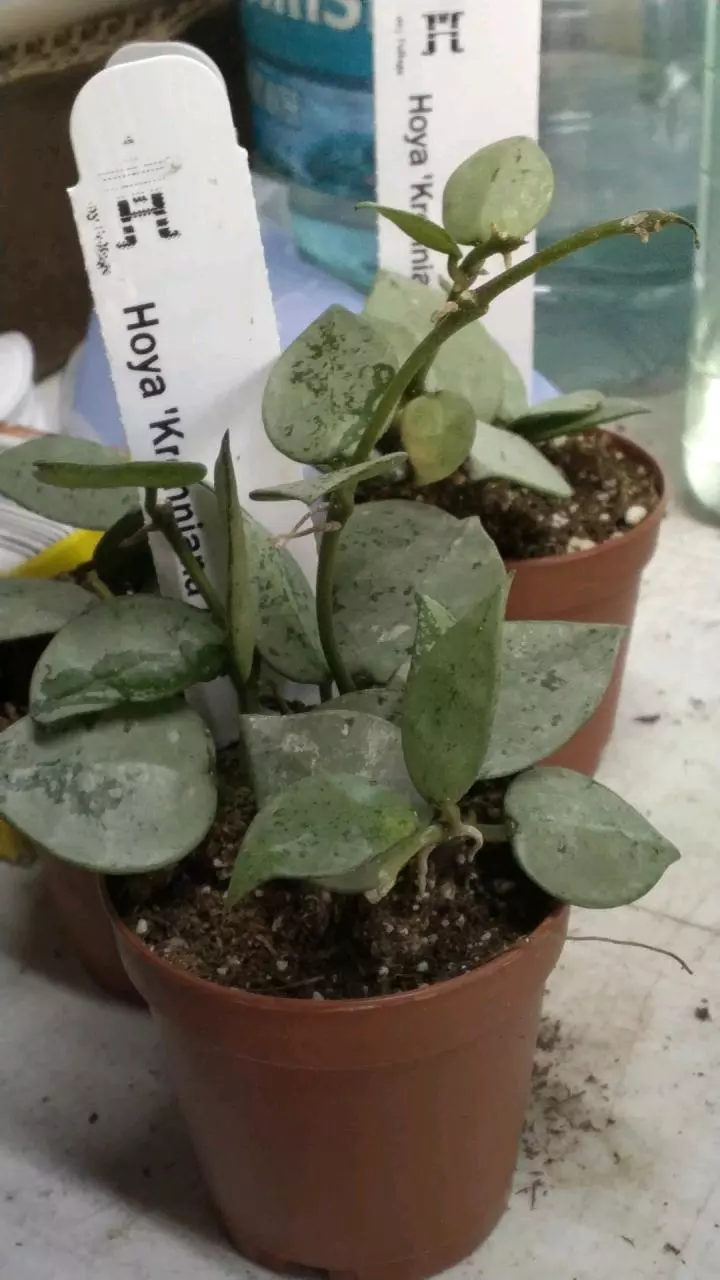 Hoya krohniana arctic thumbnail