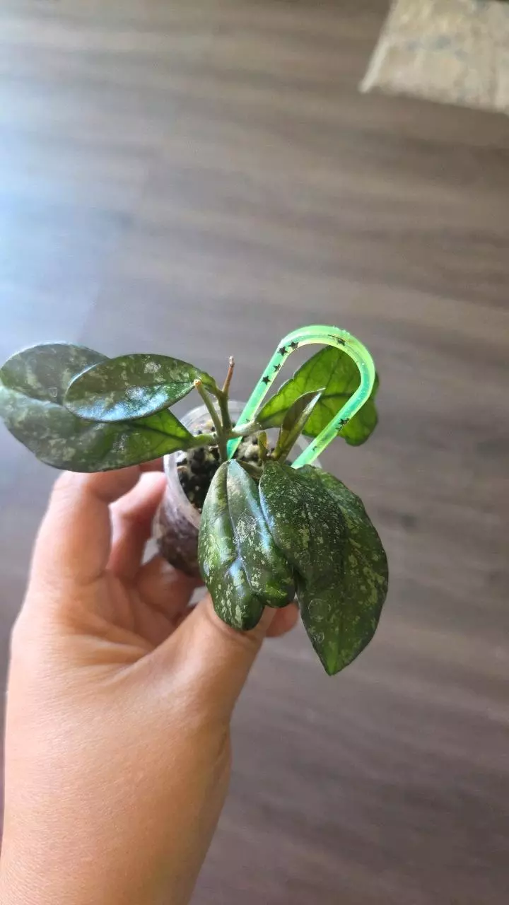 Hoya crassipetiolata splash with knotty trellis thumbnail