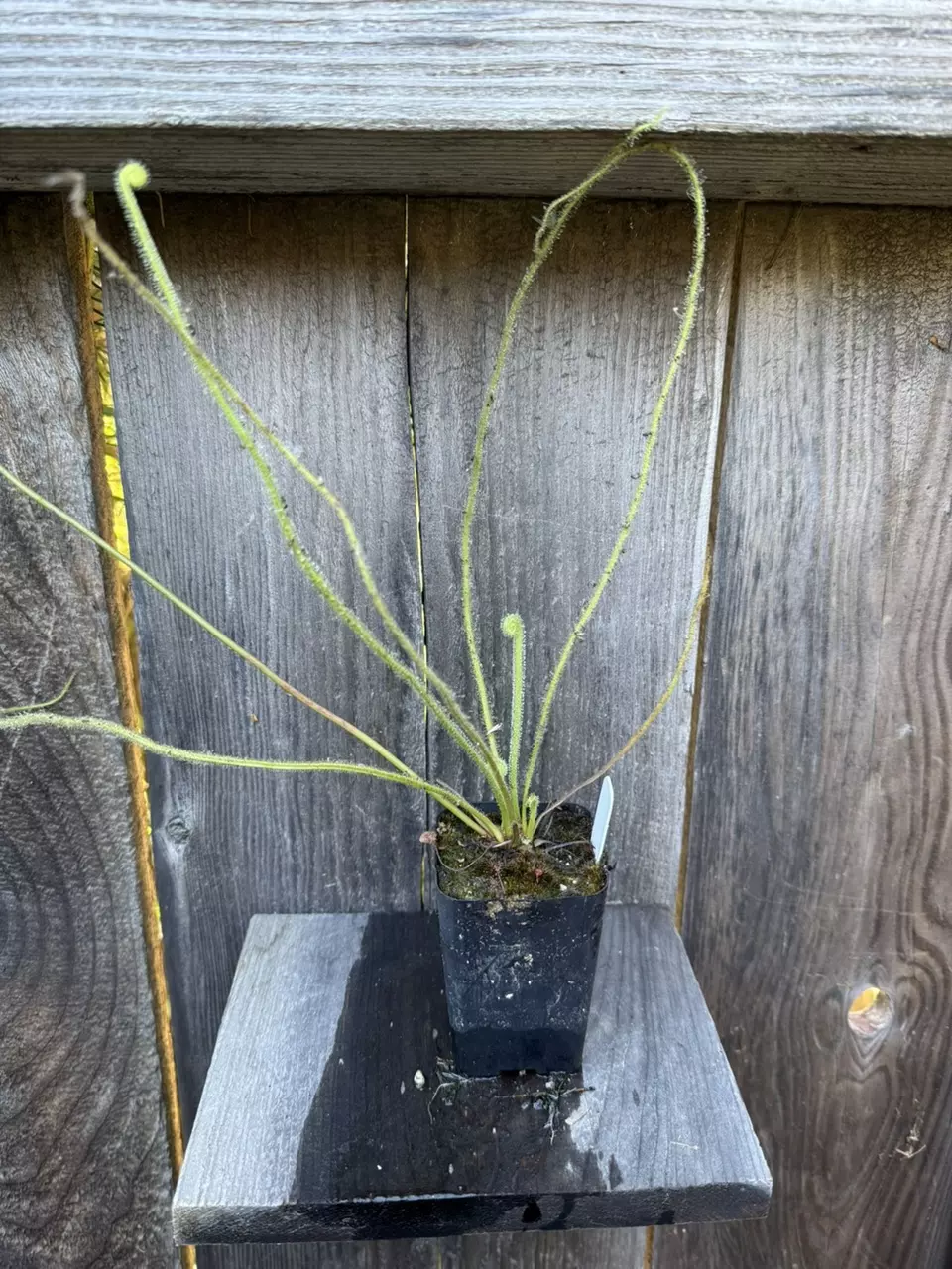 Sundew Drosera filiformis var.  tracyii carnivorous plant thumbnail