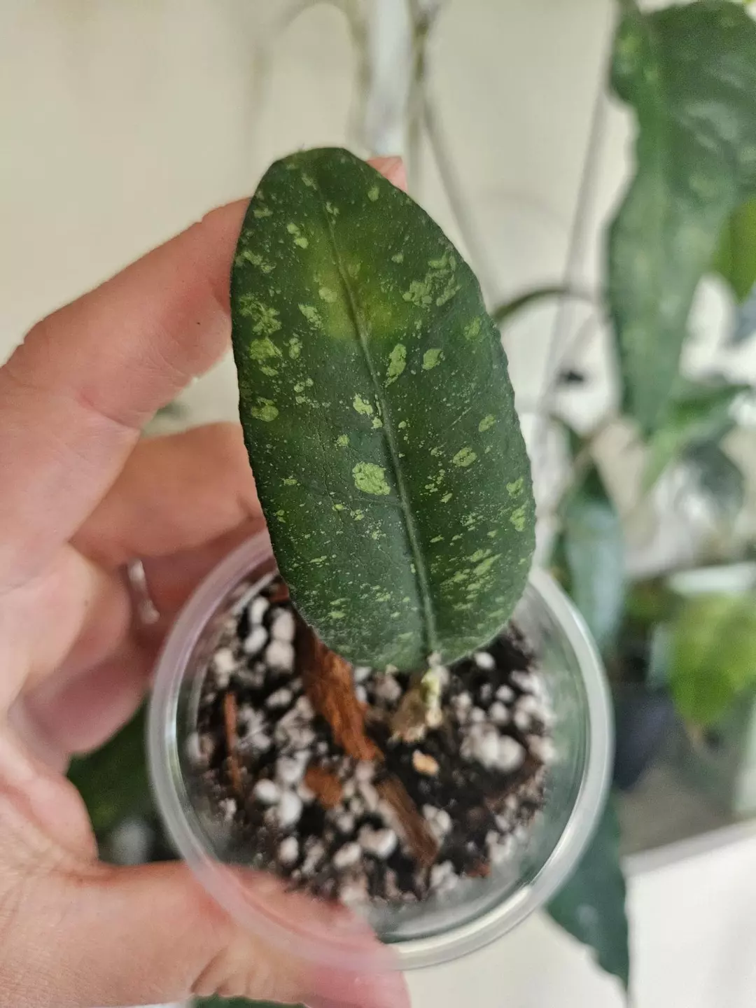 Hoya Aceh Putri Betung thumbnail