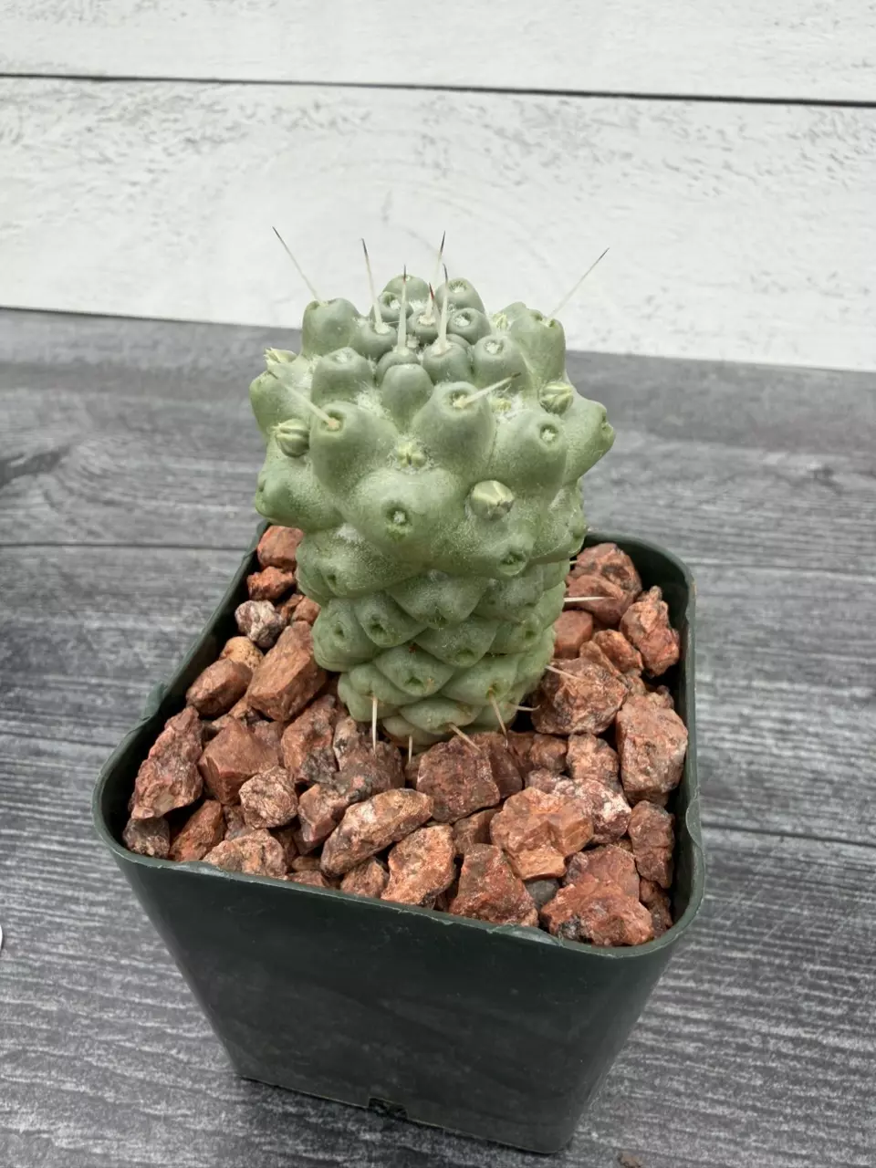 PS712 Mammillaria schumannii var. globosa - monstrose thumbnail