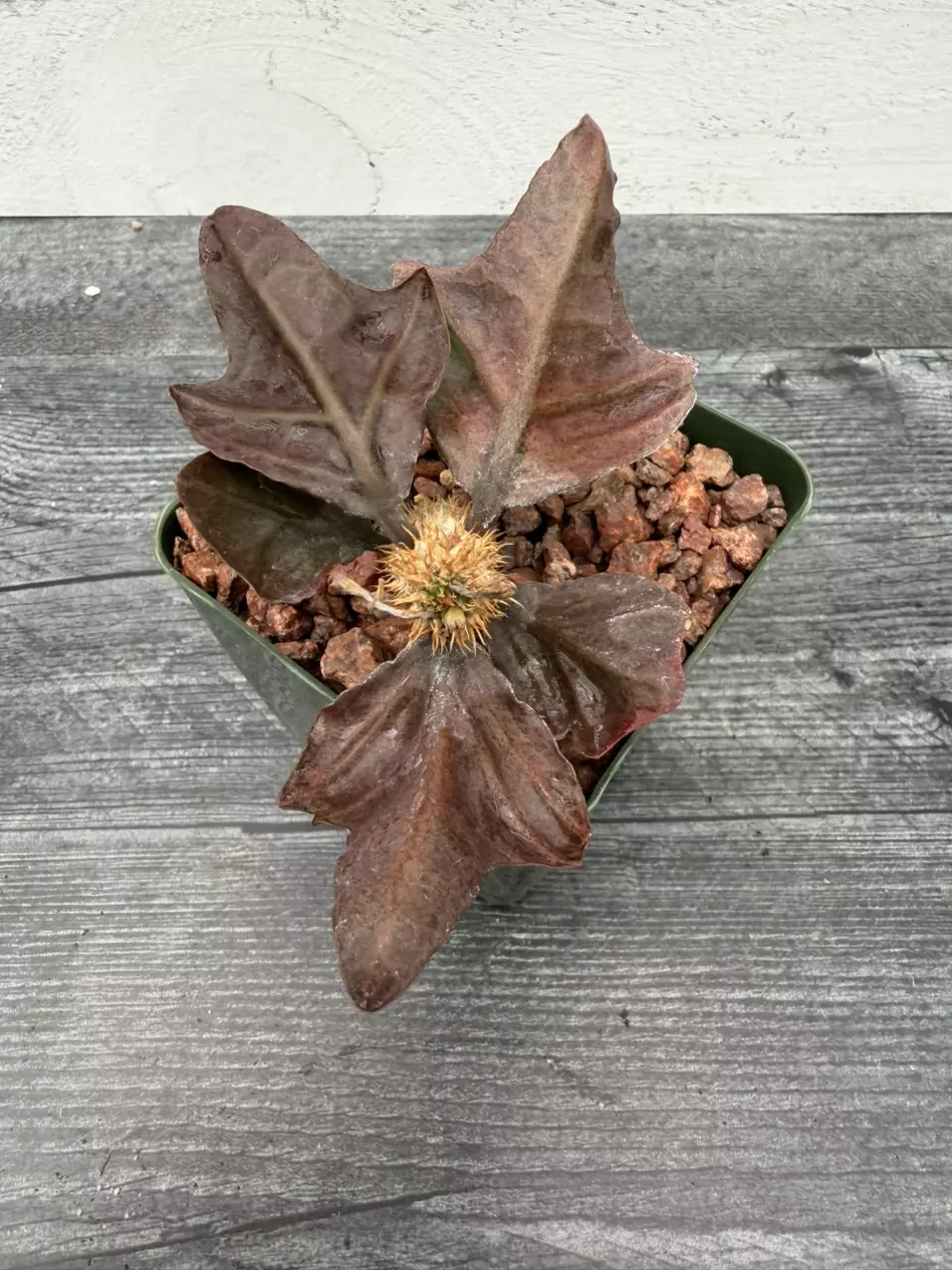 PS740 Euphorbia francoisii hybrid thumbnail