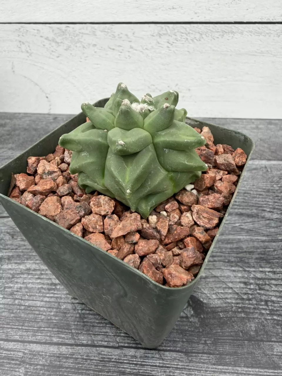 PS773 Astrophytum myriostigma ‘Kikko’ nudum thumbnail