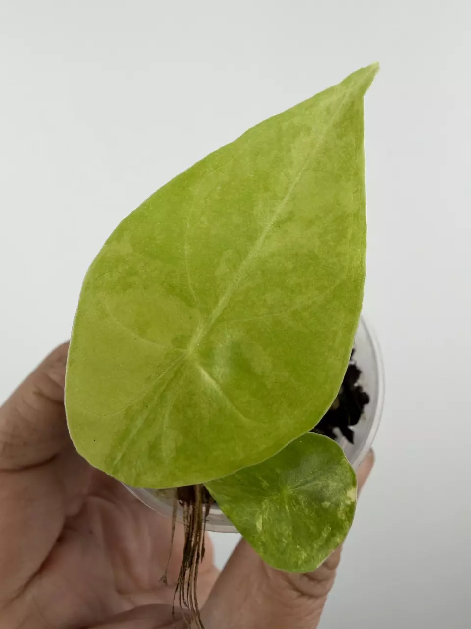 Alocasia Hybrid - Pink Dragon X Longiloba Aurea Variegated # 720 thumbnail