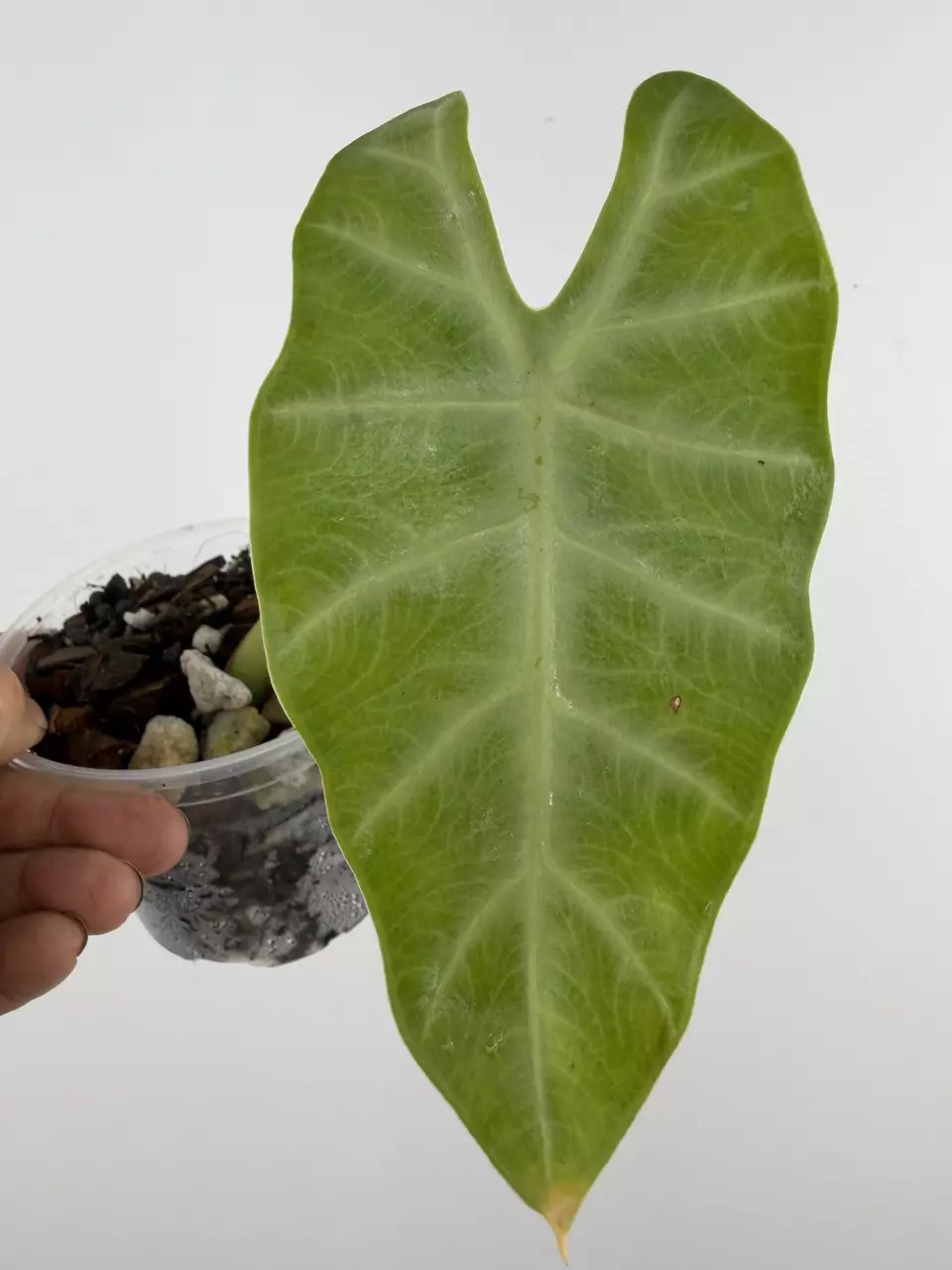 Rare Find!  Alocasia Cadieri Silver # 723 thumbnail