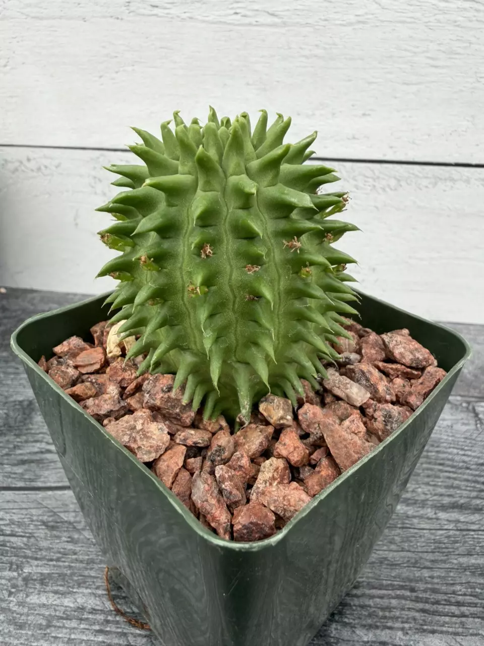 PS719 Euphorbia susannae thumbnail