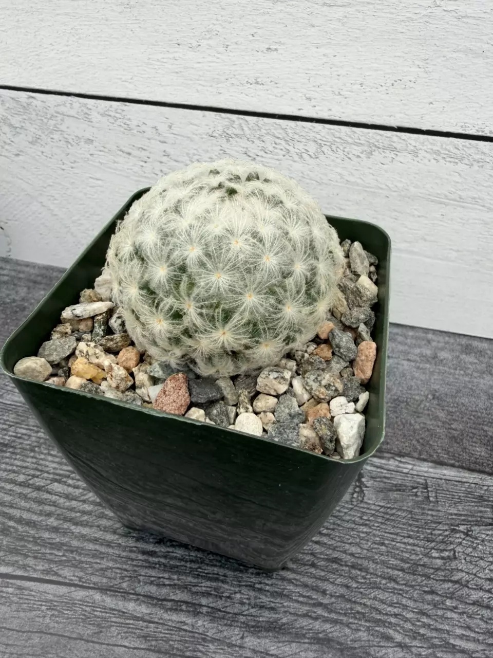 PS713 Mammillaria plumosa thumbnail