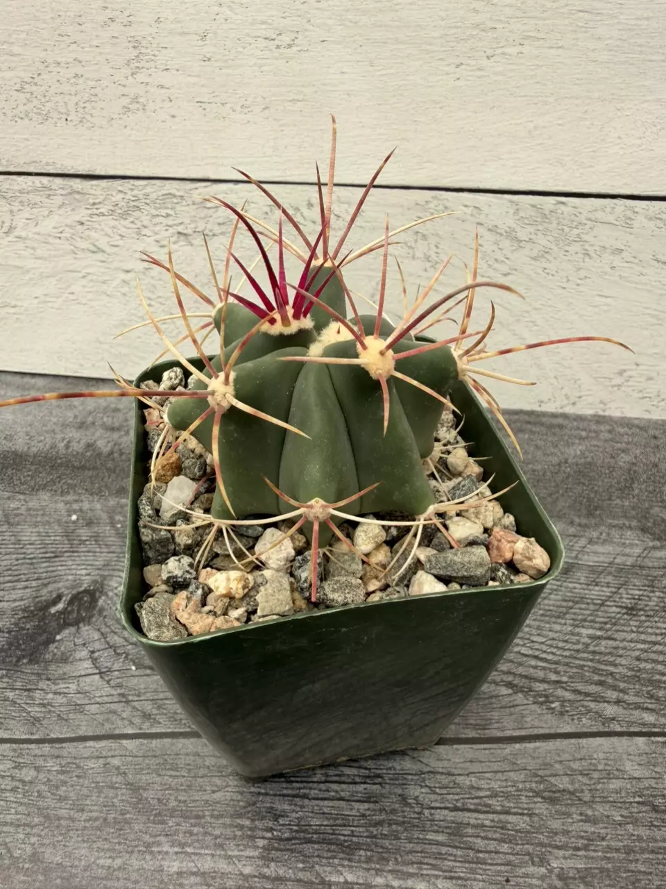 PS728 Ferocactus rectispinus thumbnail