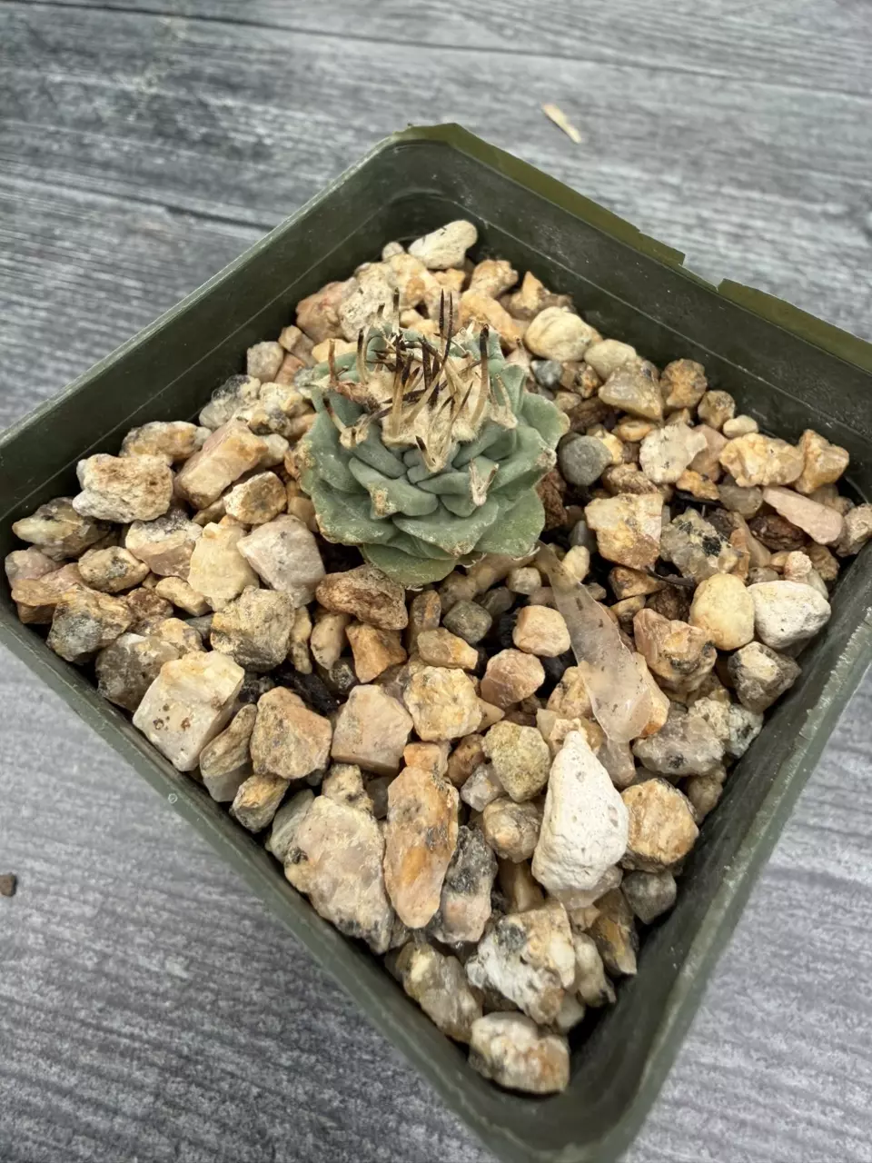 PS702 Turbinicarpus alonsoi [pink flowers] thumbnail