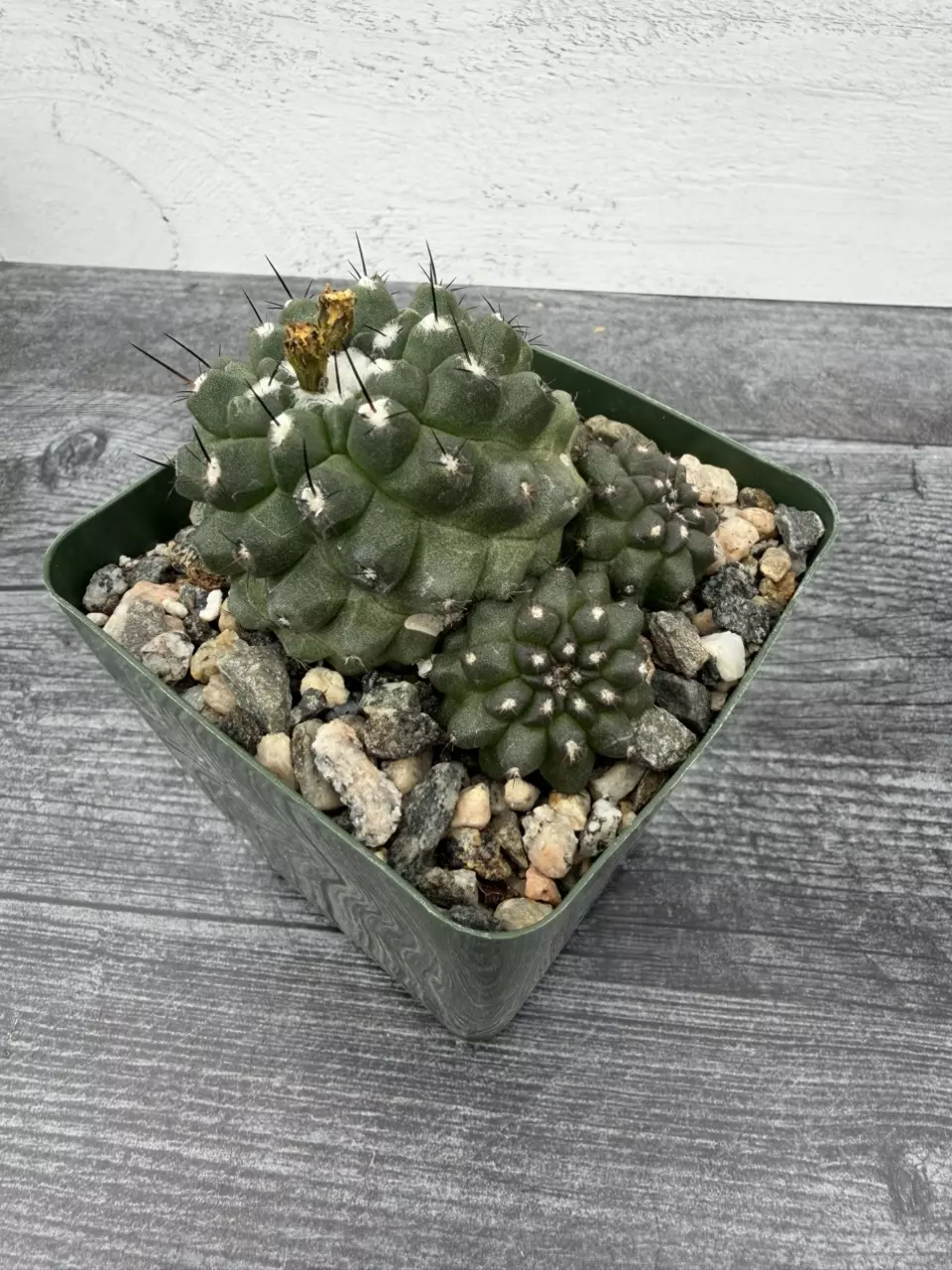 PS772 Copiapoa hypogaea thumbnail