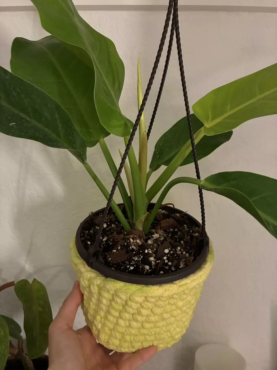 ADD ON: Planter Pot Cover Handmade Crochet thumbnail