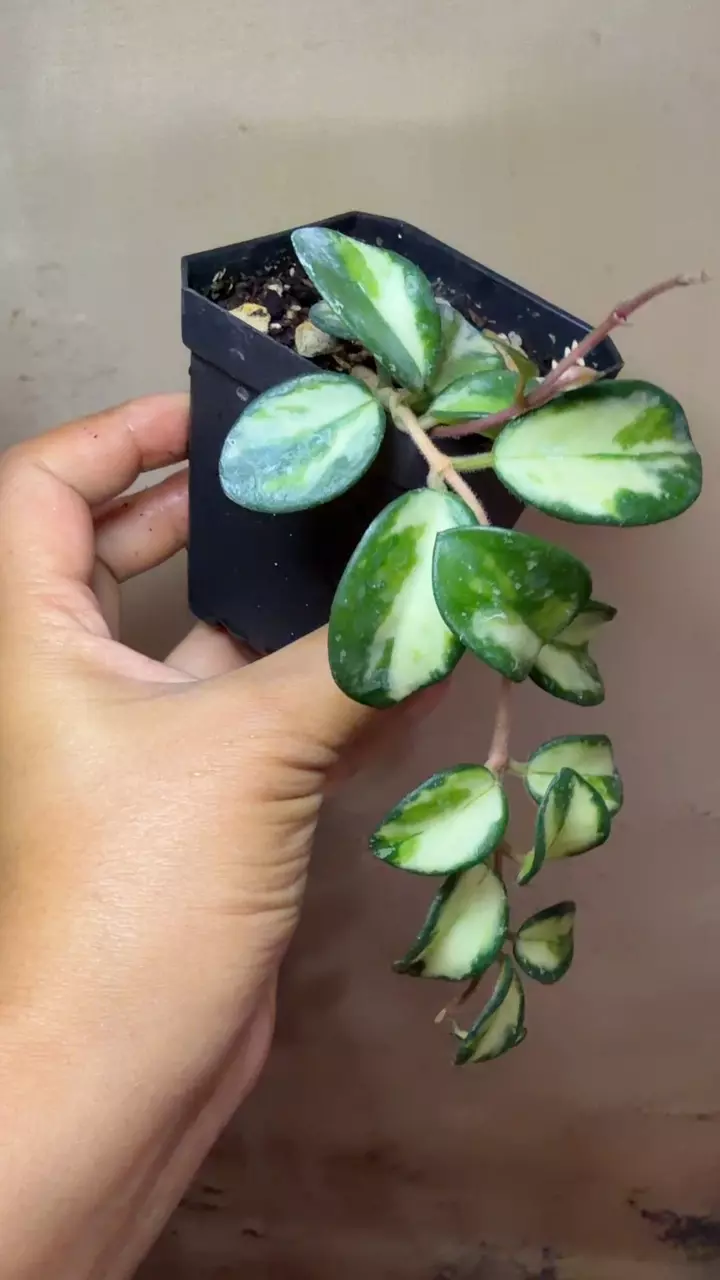 Hoya Mathilde Variegated thumbnail