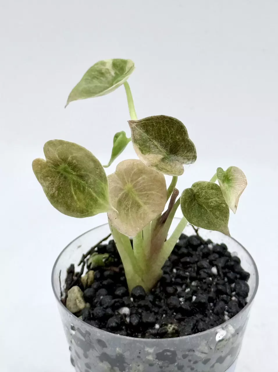 Alocasia Cuprea Red Secret Pink Var thumbnail