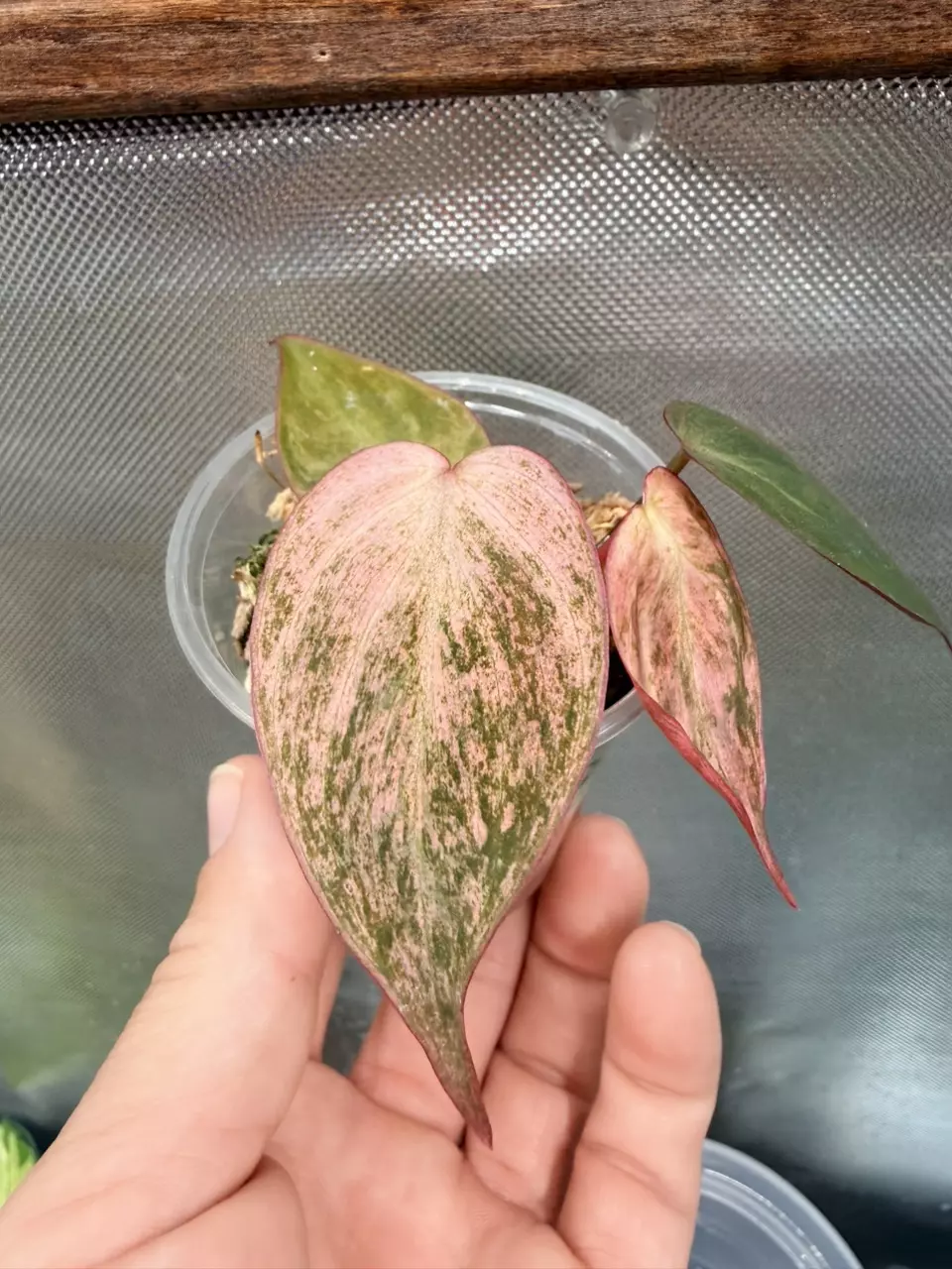 Philodendron Pink Mint Micans thumbnail