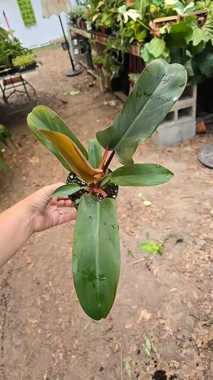 4in Philodendron bronze GC thumbnail