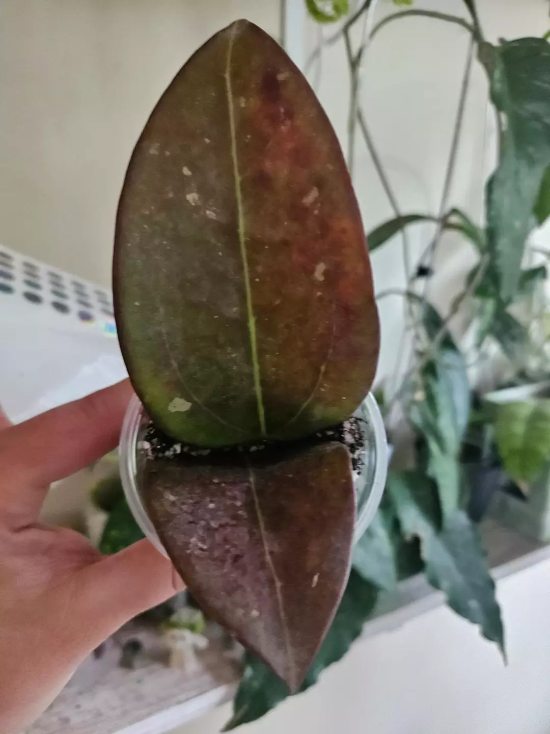 Hoya Black Magic #558 thumbnail