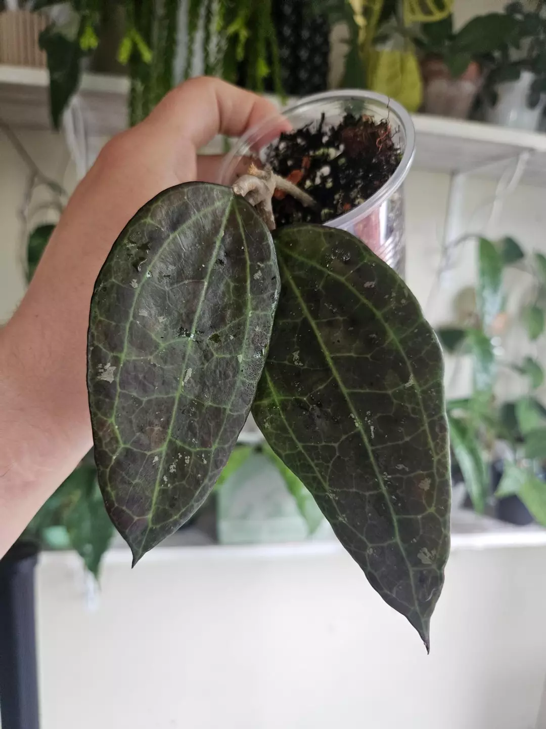 Hoya sp IV from WMZ thumbnail