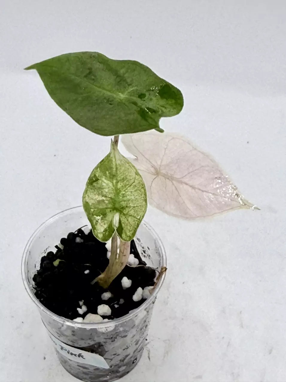 Alocasia Pseudosanderiana Pink thumbnail