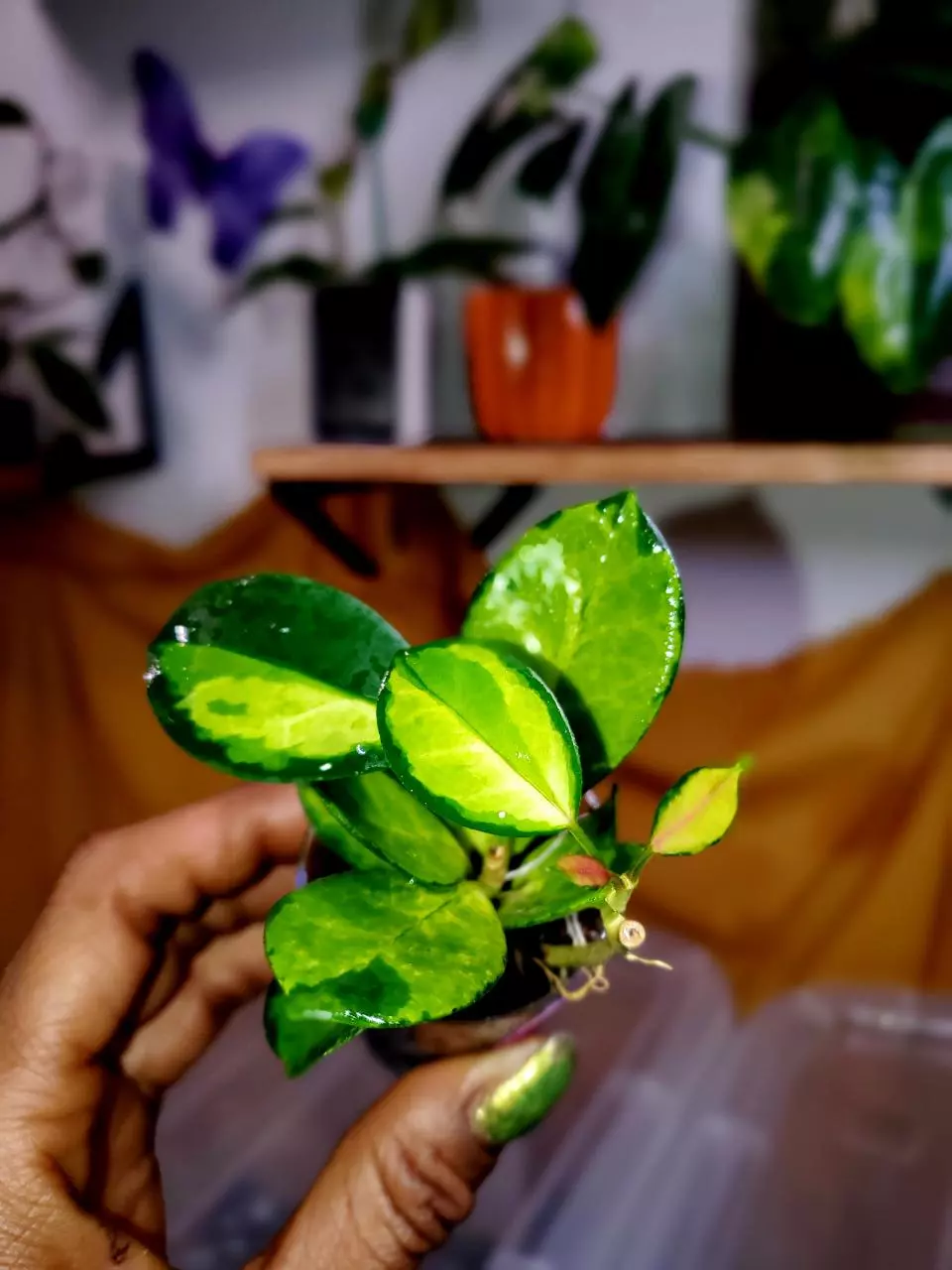 💗🪴Hoya Australis 'Lisa' ✨️ Rooted Starter Plant #2 thumbnail
