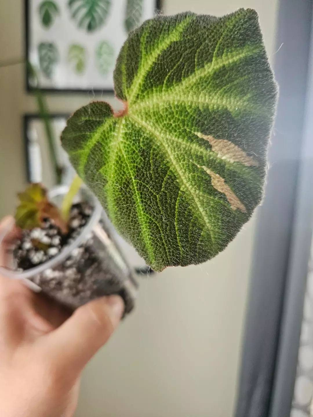 Begonia solimutata verigated # 560 thumbnail