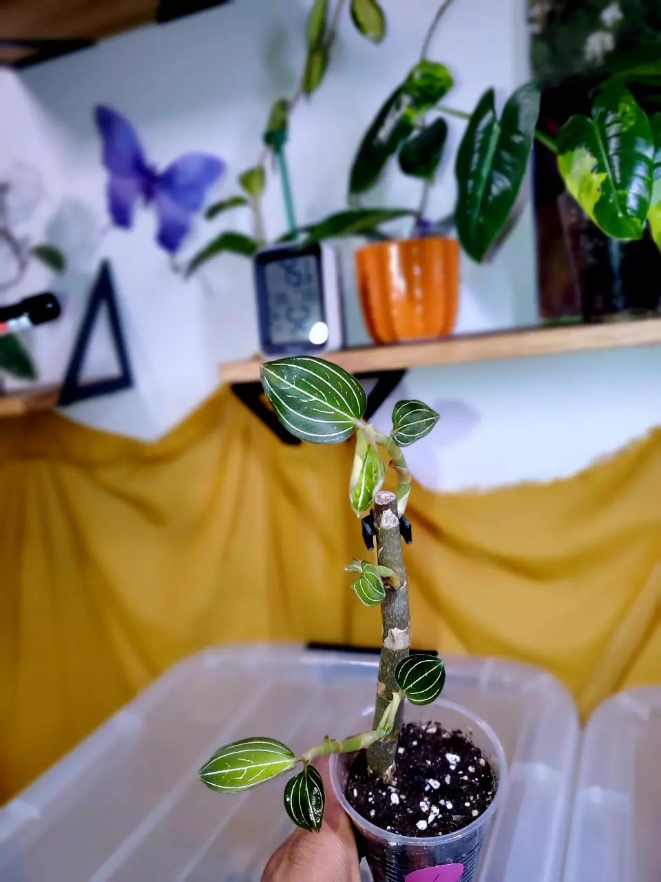 ✨️ Black Jewel Orchid 🌚🌱💕 Rooted Starter Plant #1 thumbnail