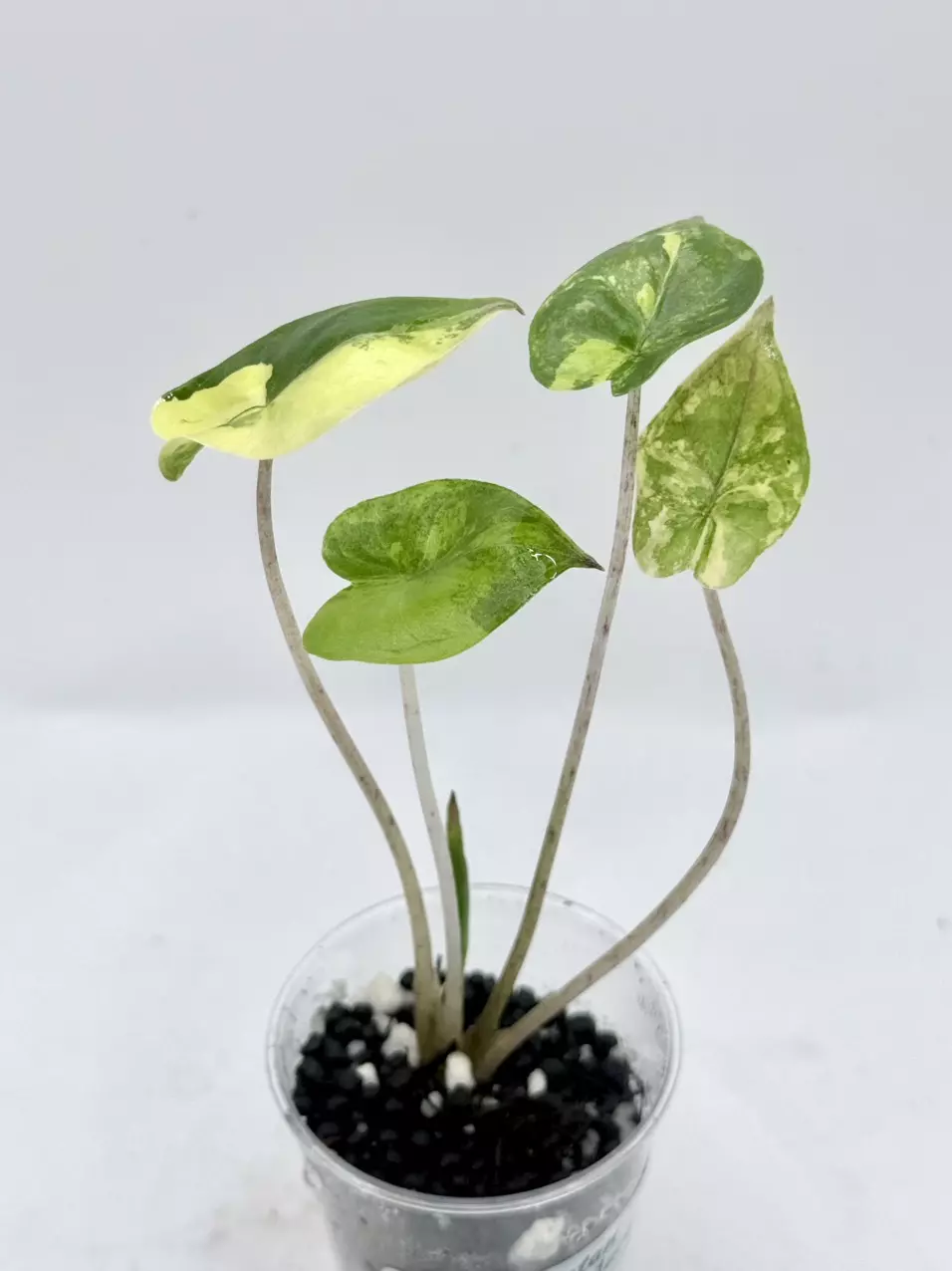 Alocasia Yucatan Princess Aurea high var thumbnail