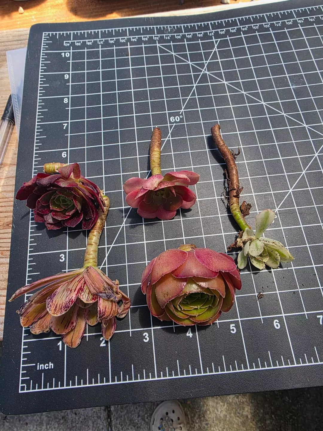 Take all cuttings thumbnail