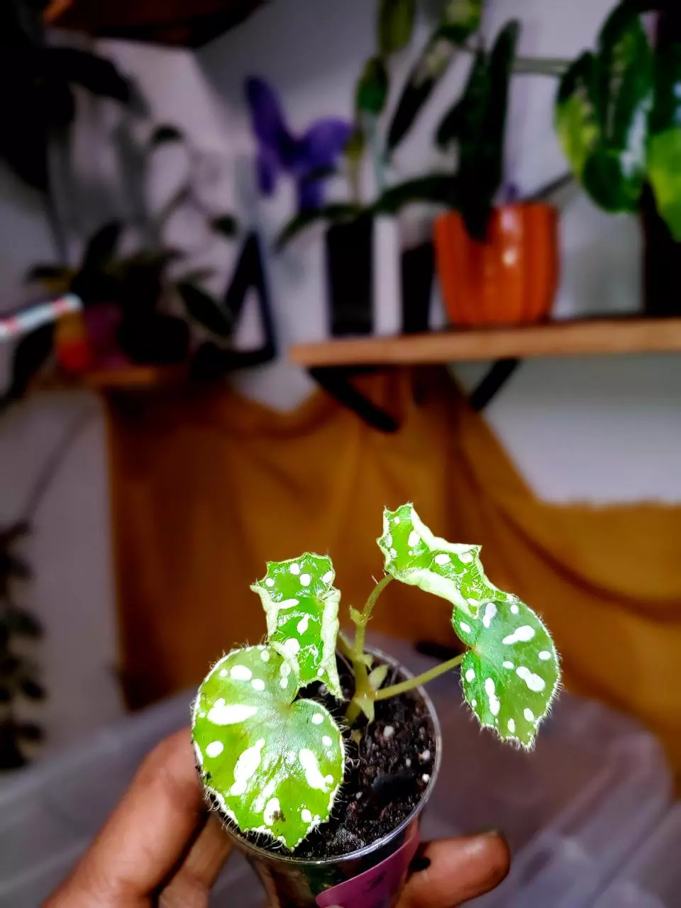 Begonia Jiewhoei 🌱💚🦄 Rooted Cutting #3 thumbnail