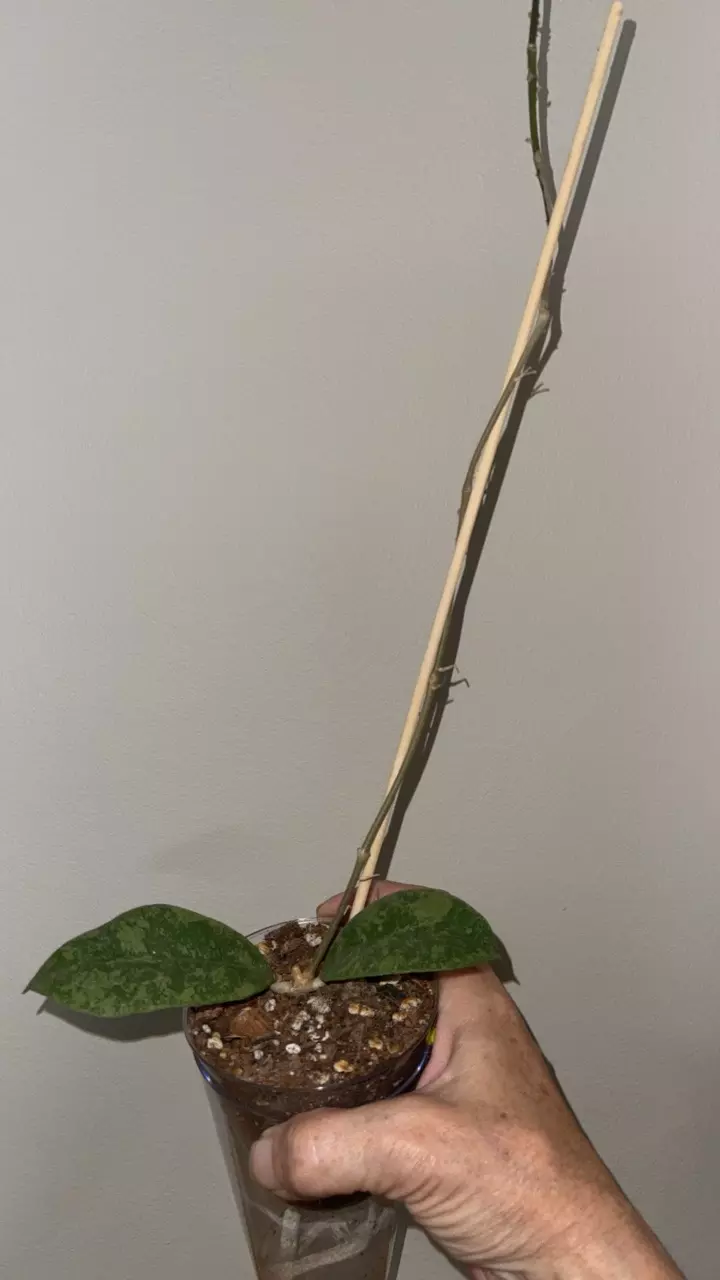 584 Hoya " Kalbar" round leaf thumbnail