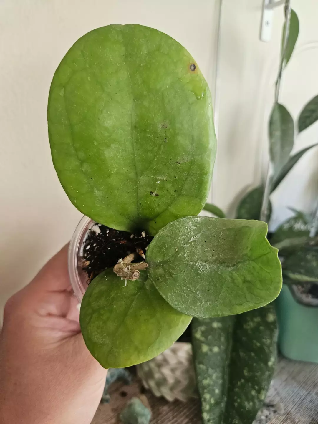 Hoya Ricardo # 269 thumbnail