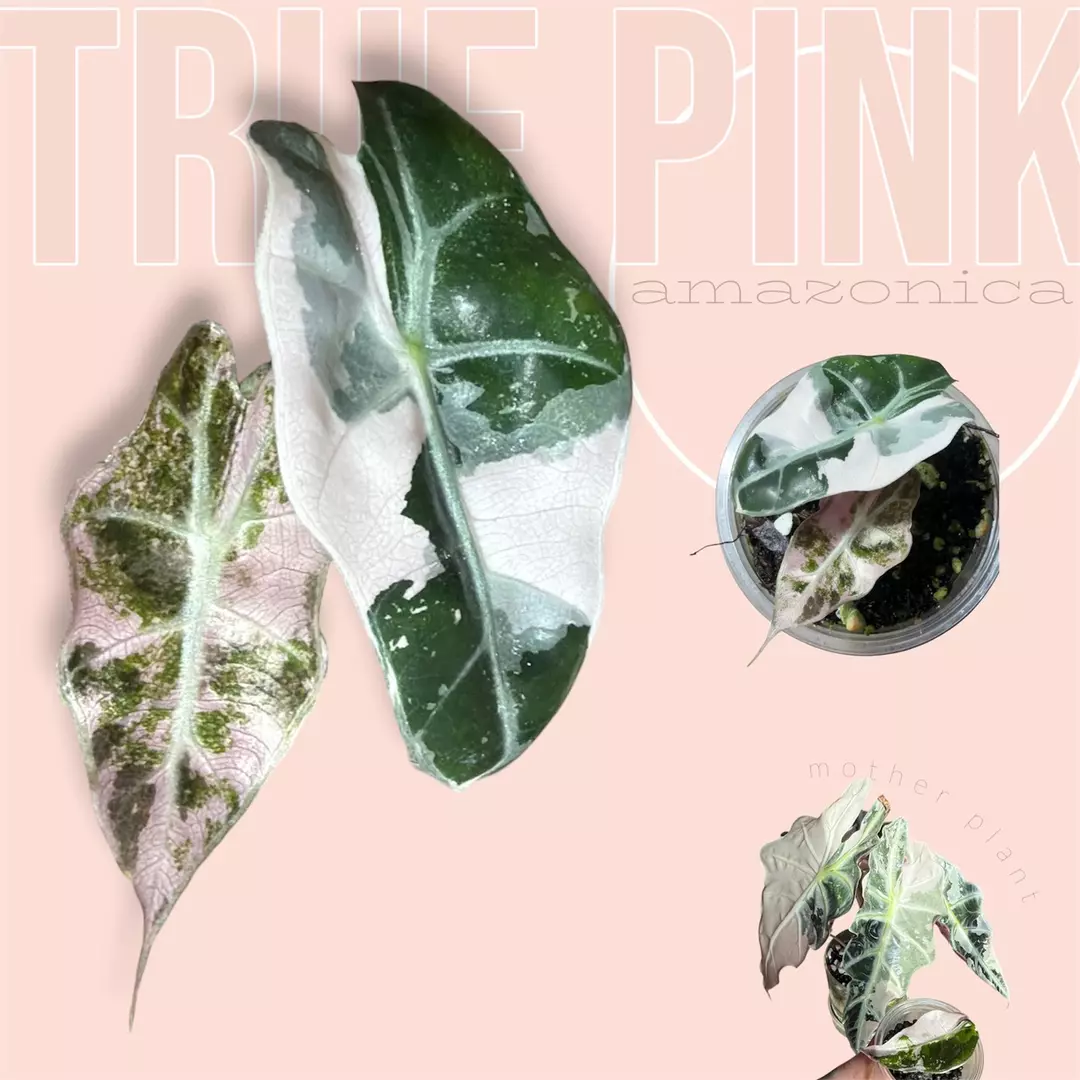 Pink amazonica - true pink amazonica - rare alocasia thumbnail