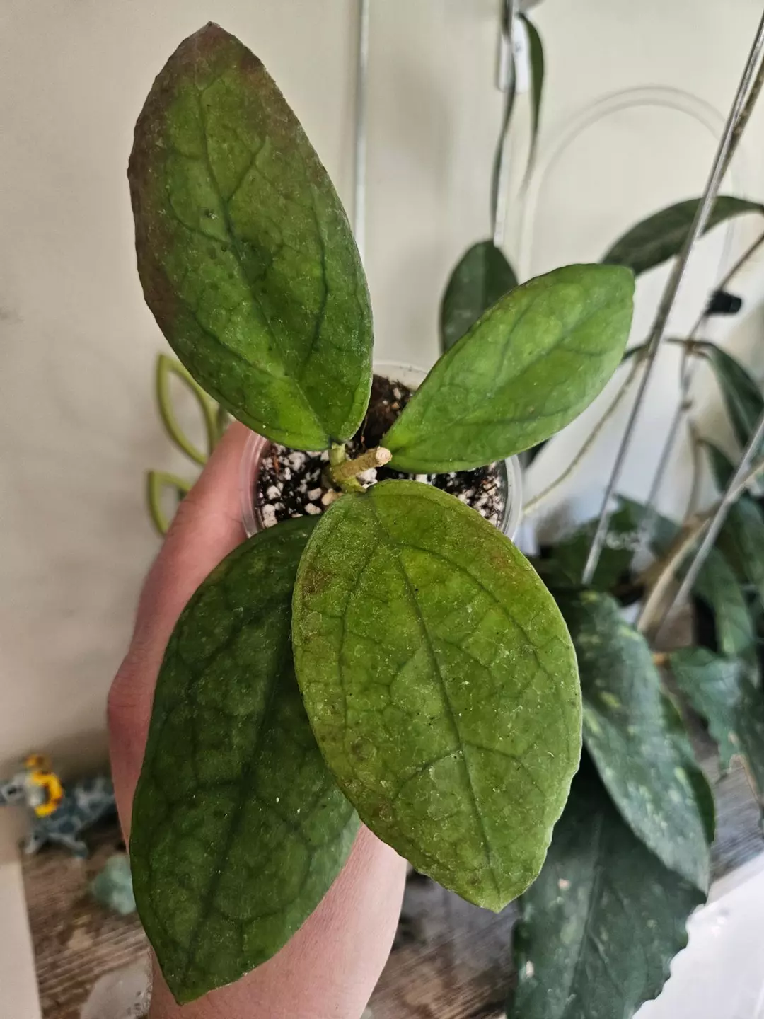 Hoya puom siam ruby #259 thumbnail