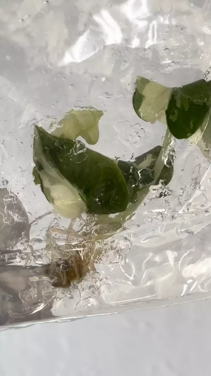 Alocasia Polly snow flake var #4 thumbnail