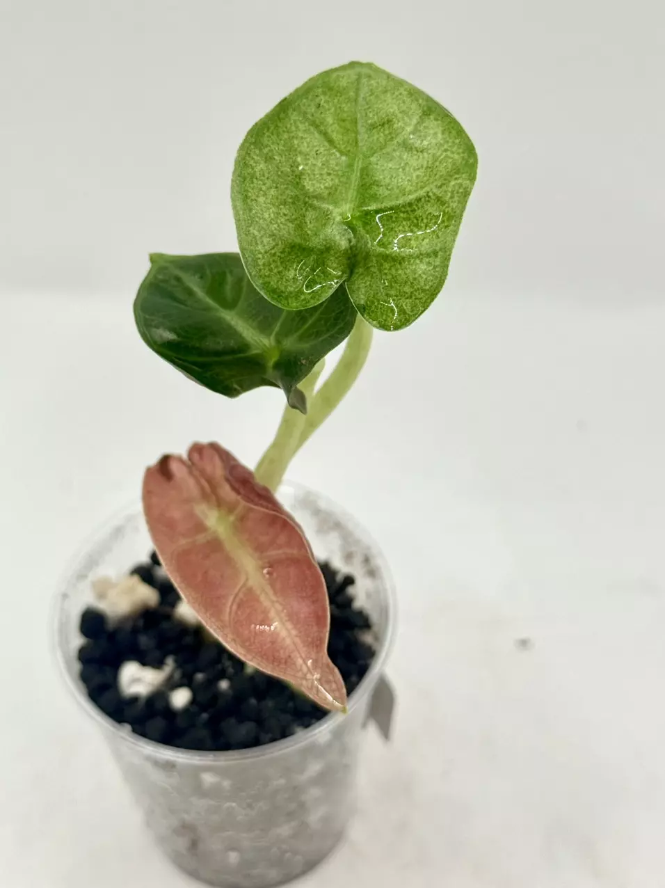 Alocasia Balloon Heart Pink thumbnail