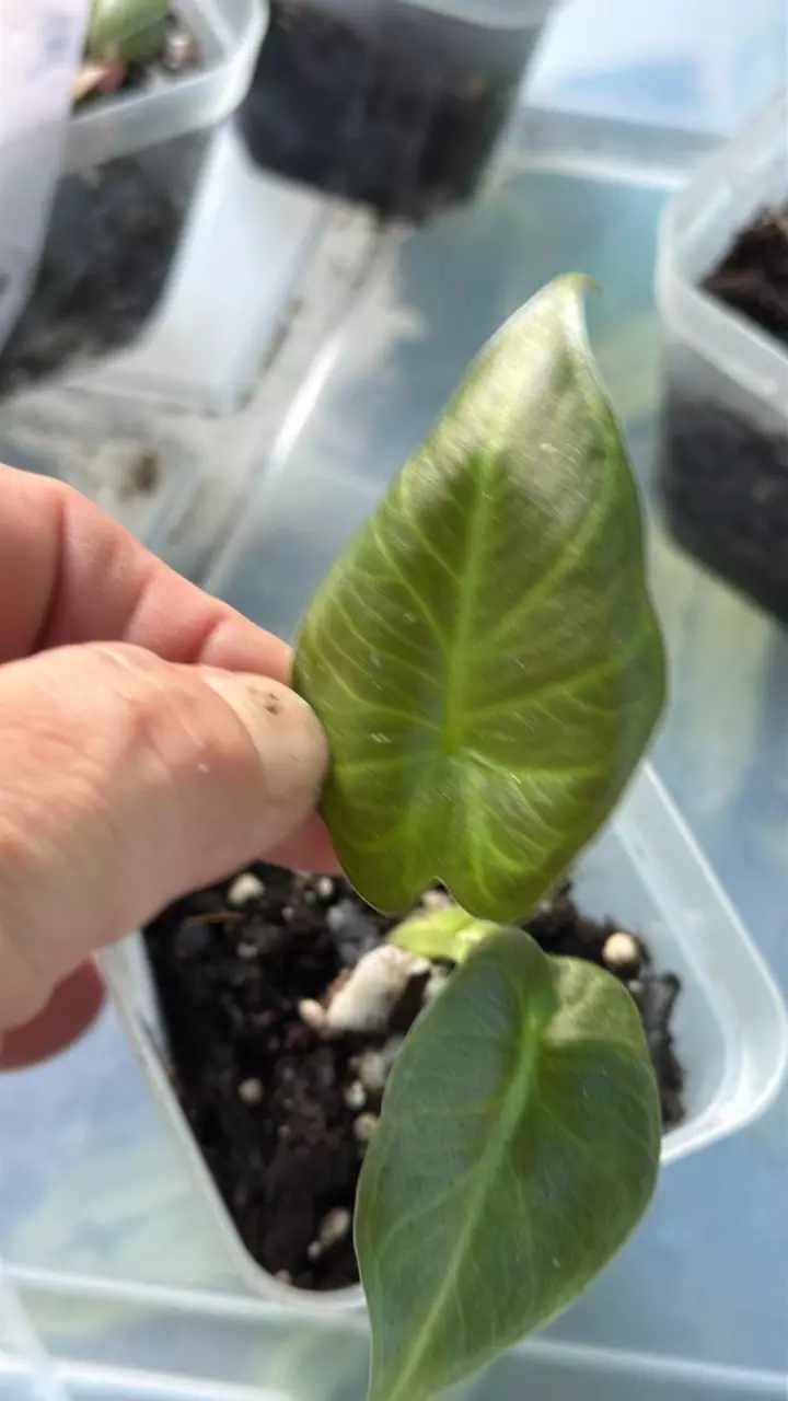 Alocasia Regal Shield Starters thumbnail
