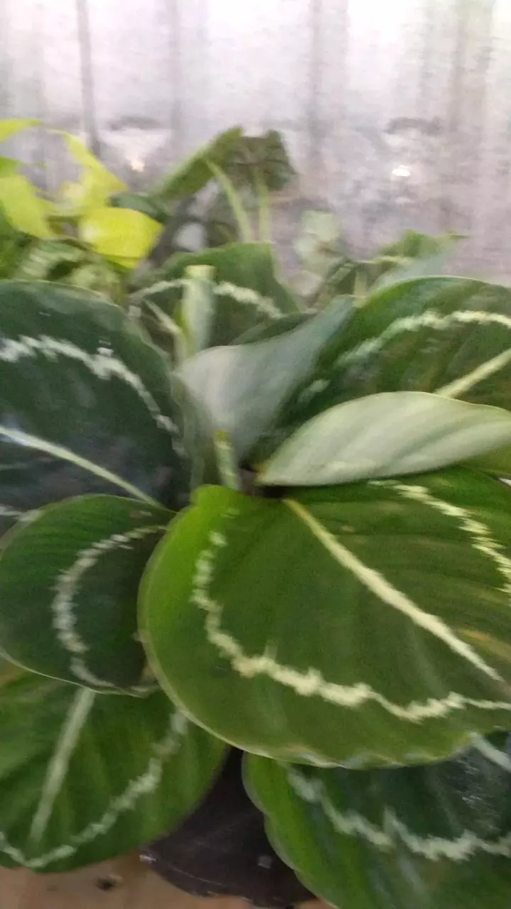 Calathea green ba 6 thumbnail
