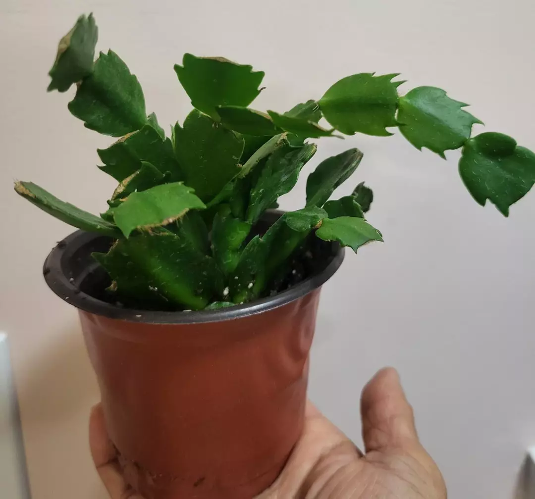 Thanksgiving cactus thumbnail