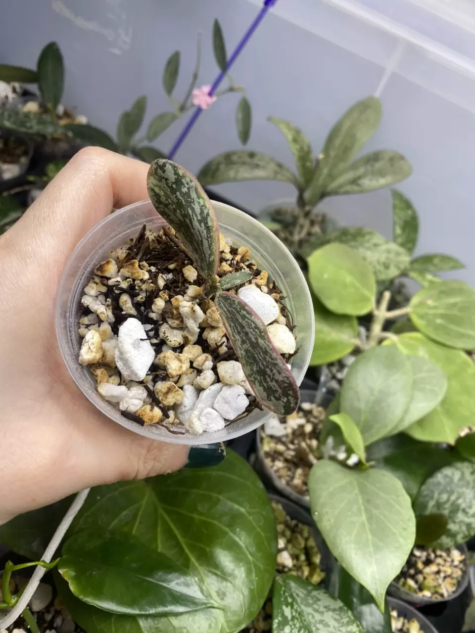 Hoya sigillatis (outer variegated) thumbnail