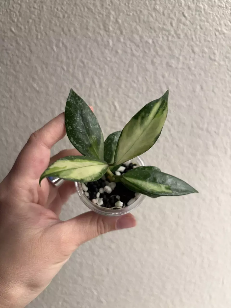 Hoya Nabawanensis Variegated thumbnail
