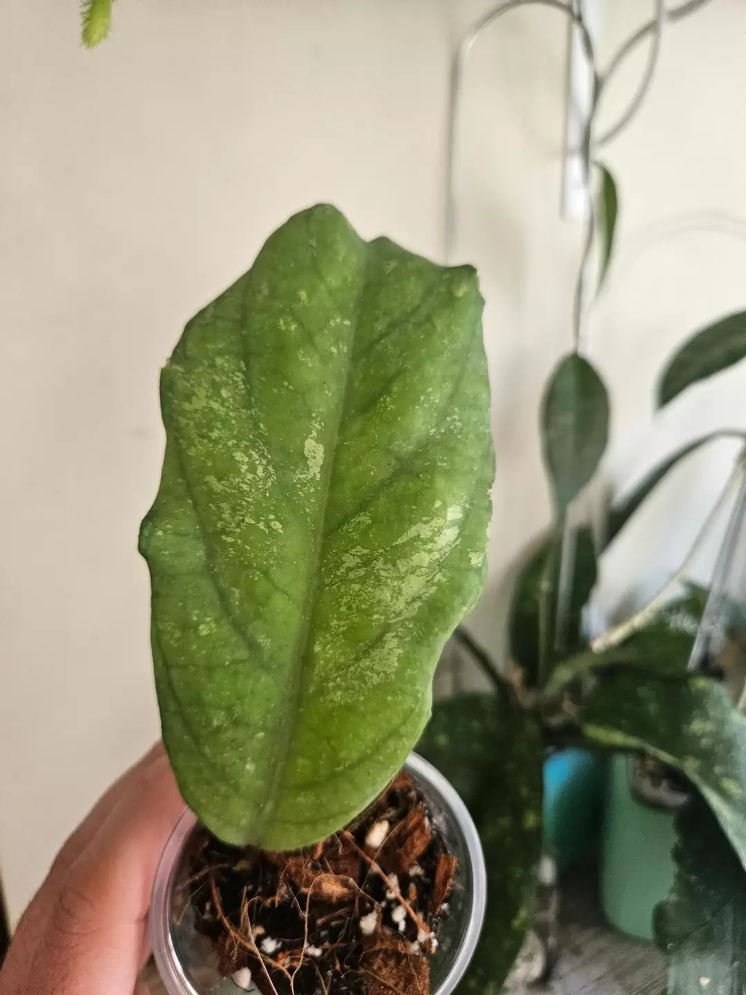 Hoya tangamus #270 thumbnail