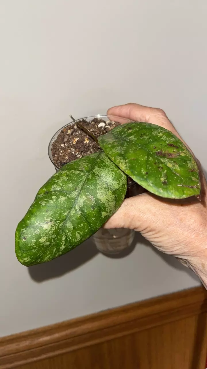579 Hoya sp. Vietnam AH-001 Splash thumbnail