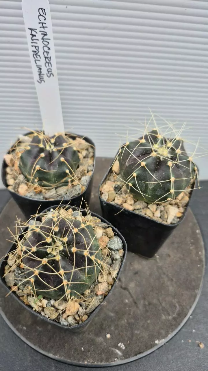 315 Echinocereus knippelianus thumbnail