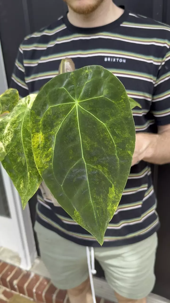 Variegated Anthurium Forgetti in Cataphyll- Grown from Top Cut thumbnail