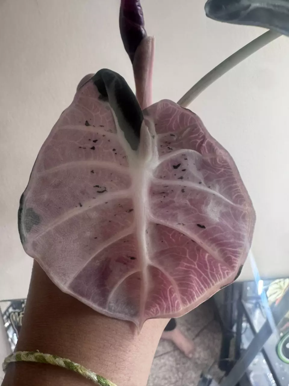 Corming Pink Heart Balloon Alocasia thumbnail