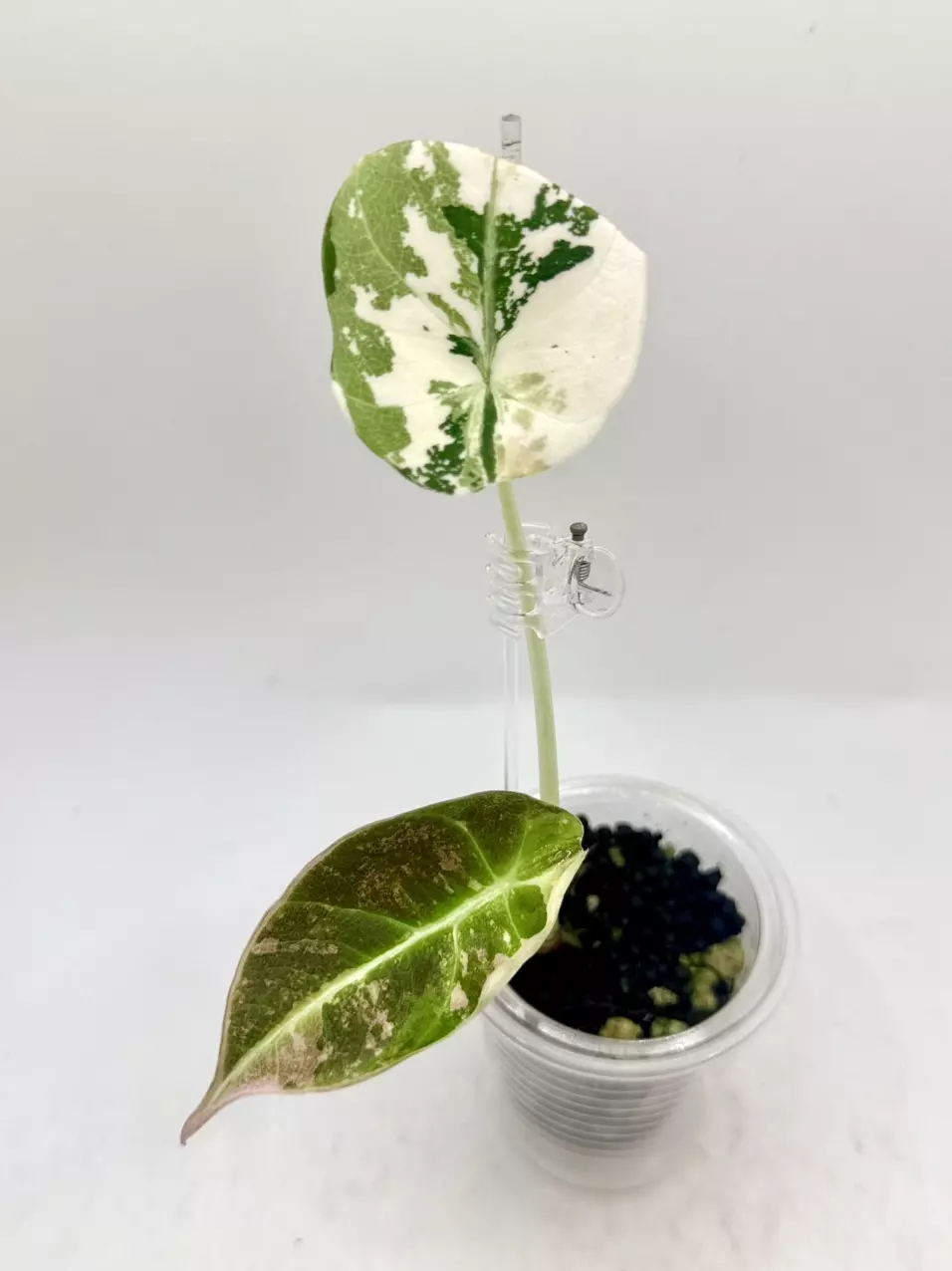 Alocasia Pink Black Velvet thumbnail