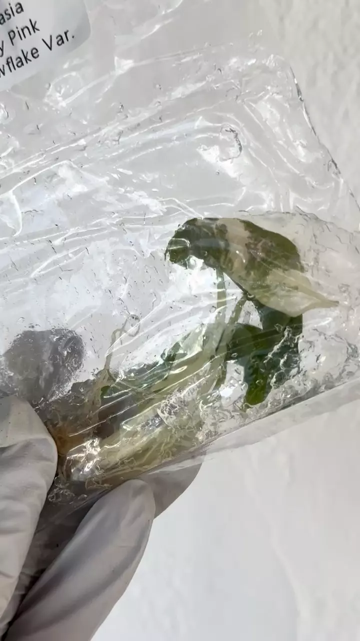Alocasia Polly snowflake (albo/pink) high var #11 thumbnail