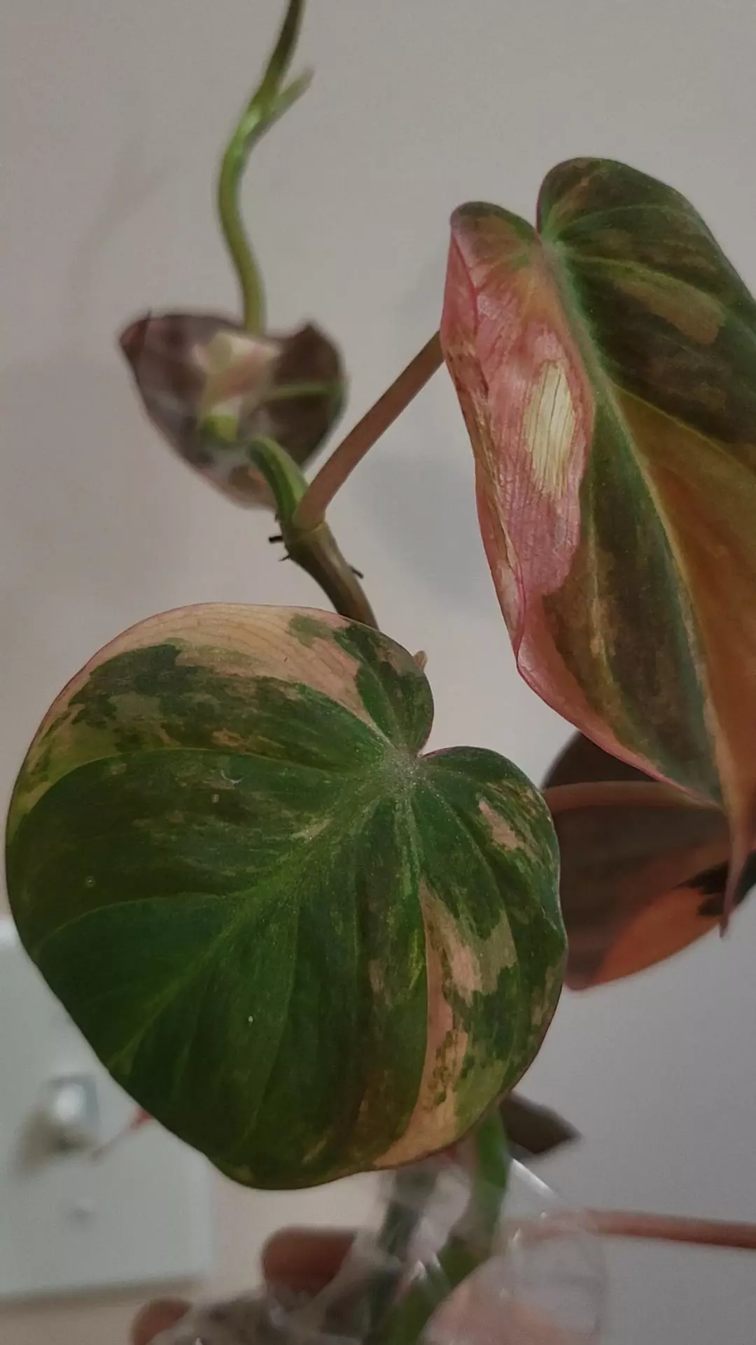 Philodendron micans aurea orange ( high variegation thumbnail
