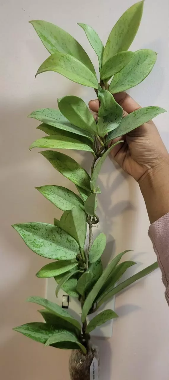 Hoya pink silver ghost ( 2 available) thumbnail