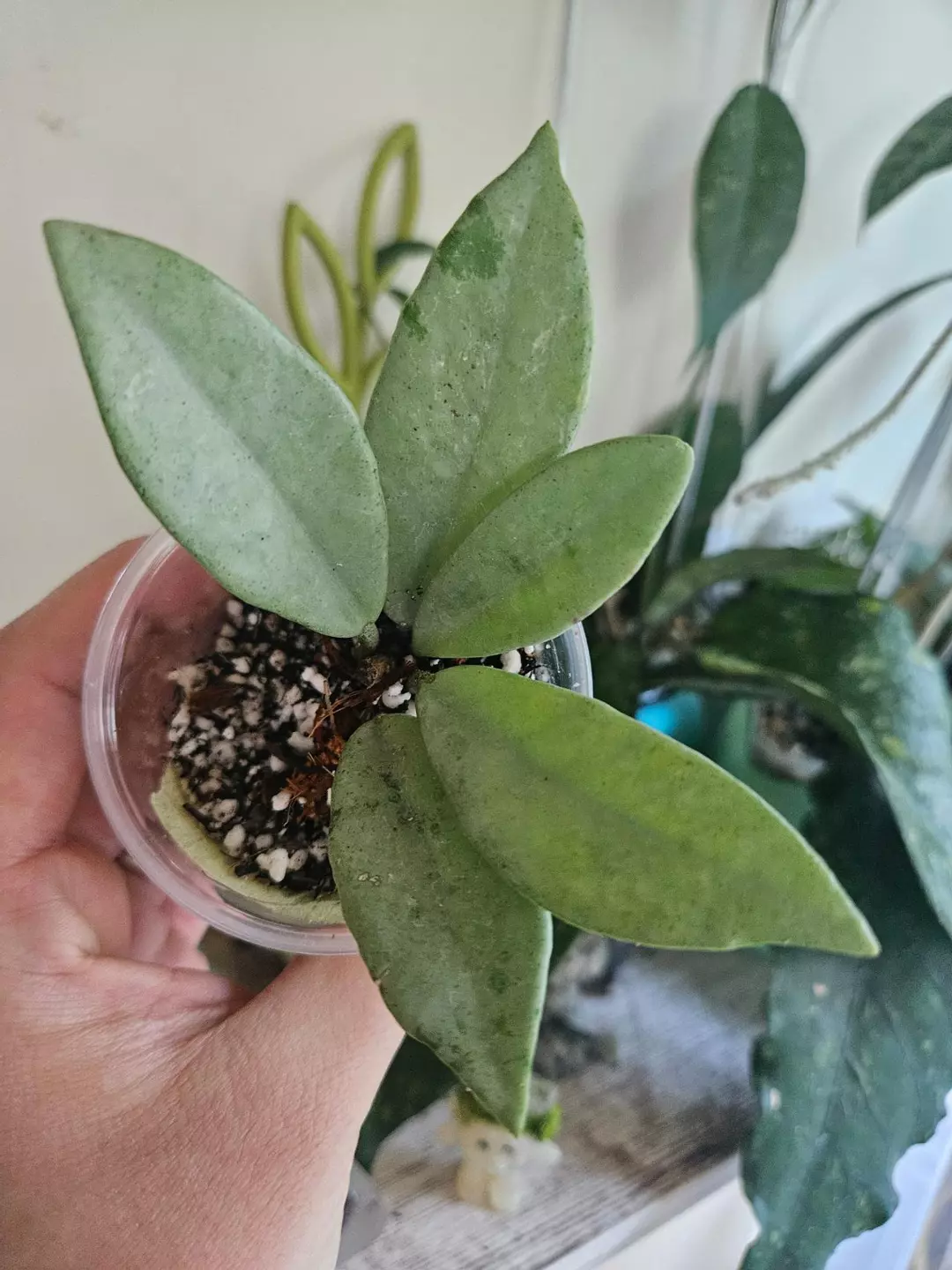 Hoya wilbur graves silver #260 thumbnail